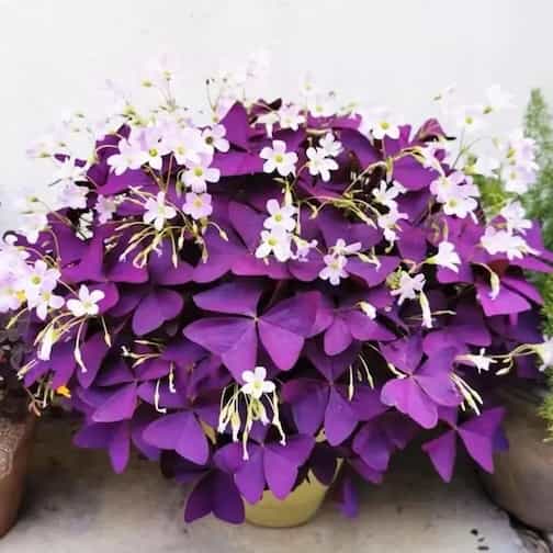 Purple Oxalis Shamrock