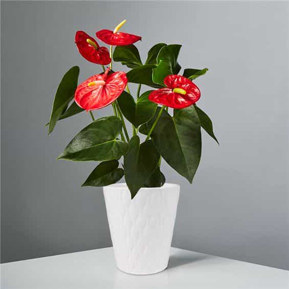 Red Anthurium